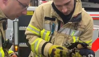 Feuerwehr rettet Rabe aus misslicher Lage