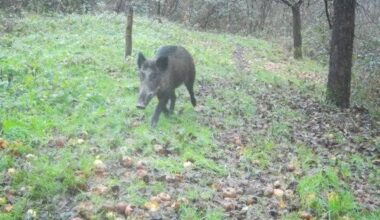 Wildschweine in Bonn-Hardtberg sorgen für Aufregung