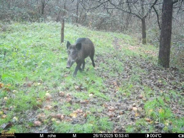 Eines der Wildschweine aus der Rotte, die auf dem Hardtberg unterwegs war, fand den Weg zurück in den Wald, sagt Jäger Lutz Schorn. Seine Wildtierkamera im Katzenlochbachtal machte den Schnappschuss.