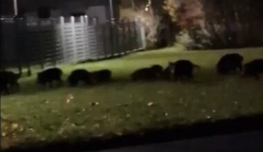 Rund 20 Wildschweine laufen nachts durch Wohngebiet in Bonn