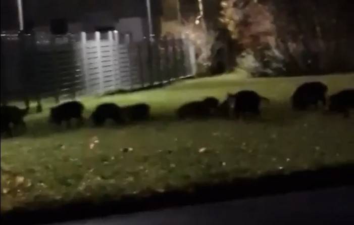 Rund 20 Wildschweine laufen nachts durch Wohngebiet in Bonn