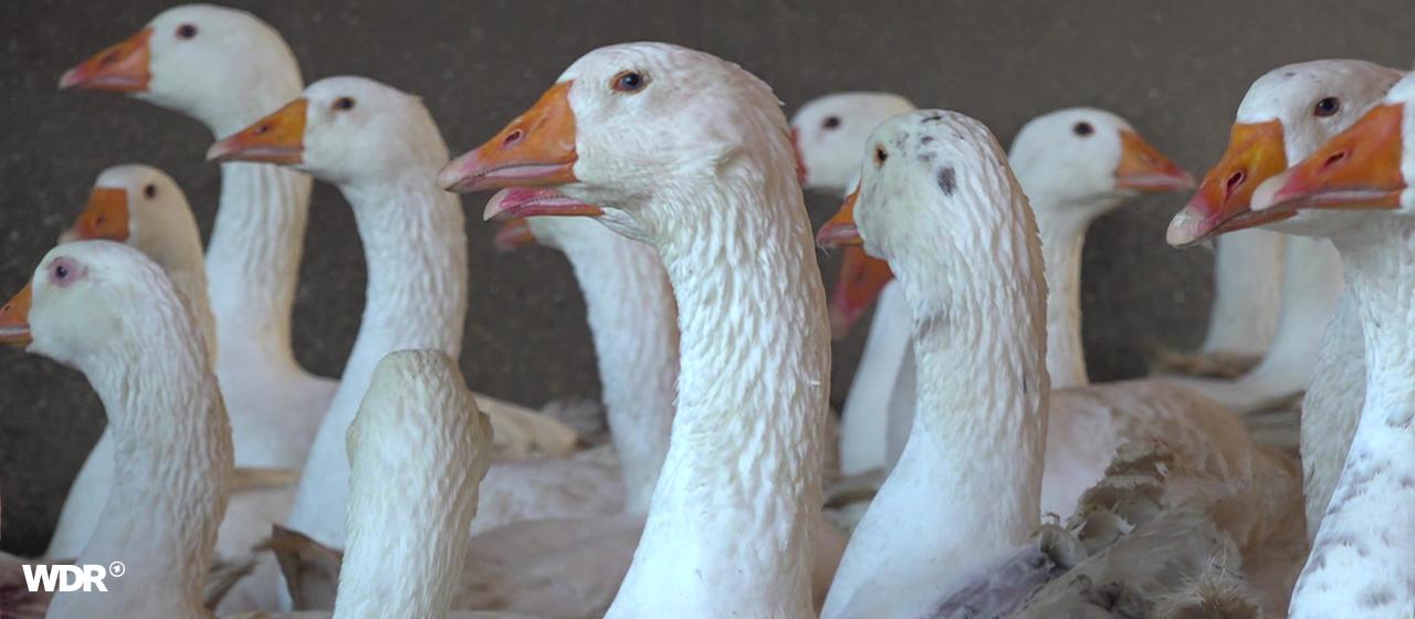 Die Gänse von Geflügelbauer Gerhard Trapp in Wülfrath