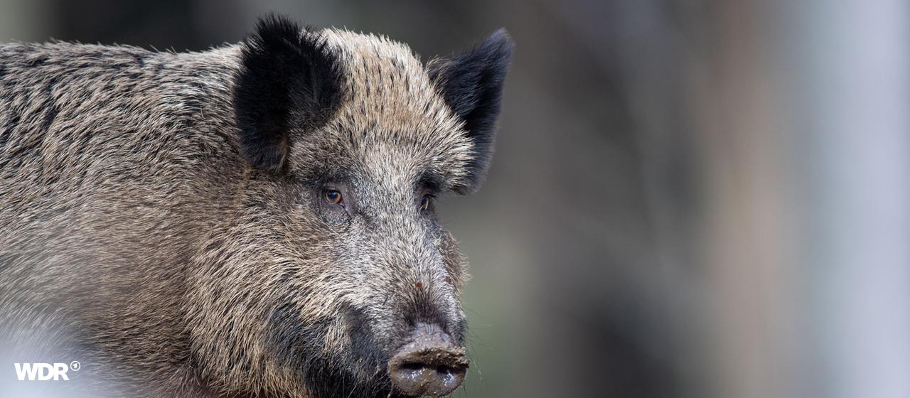 Wildschweine | Lino Mirgeler, WDR / dpa Ein Wildschwein steht auf einem Plateau im Wald.