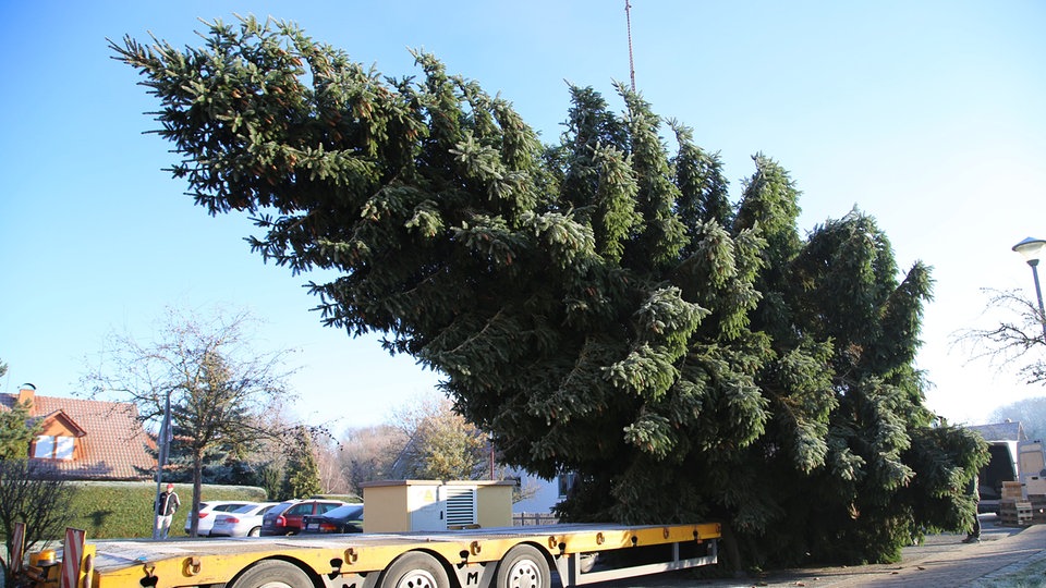 Der Sieger im Weihnachtsbaum-Casting fährt nach Berlin