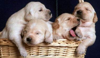 Illegaler Welpenhandel in Halle: 75 Hunde gerettet