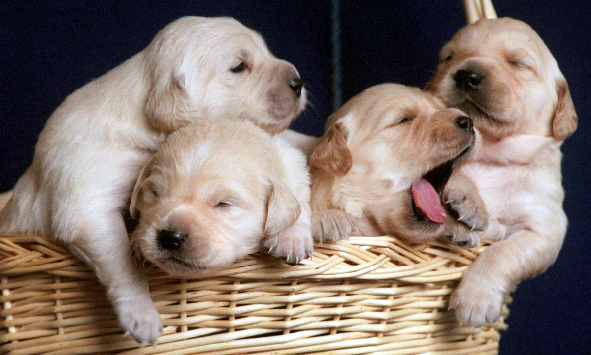 Illegaler Welpenhandel in Halle: 75 Hunde gerettet