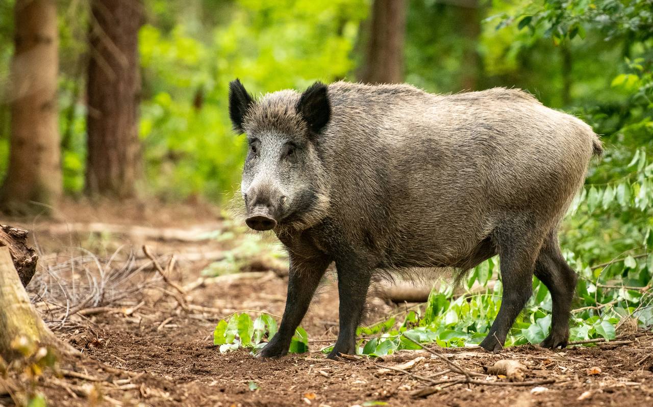  wildschwein-wald-flora-fauna-radio-essen-Schwarzwildgatter-Mross-DJV-jäger-jagd