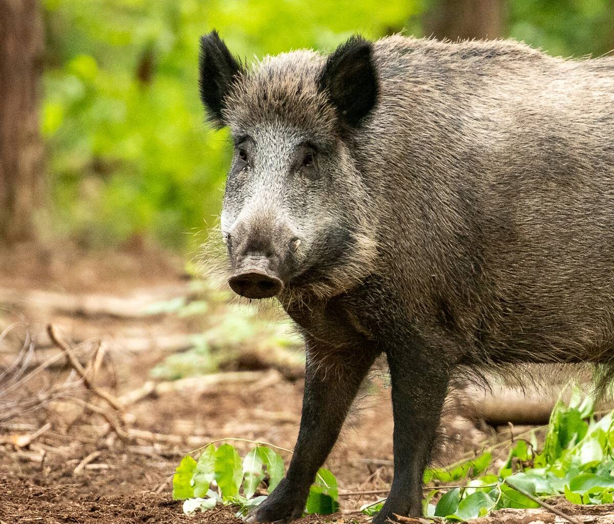 Pferd mit Wildschwein verwechselt - Mann aus Essen muss zahlen