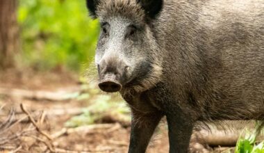 Pferd mit Wildschwein verwechselt - Mann aus Essen muss zahlen