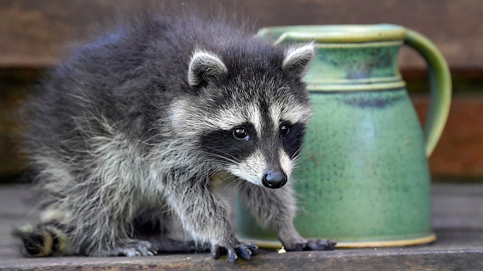 Waschbären mit Spaten erschlagen - Leipziger muss 1.500 Euro Strafe zahlen