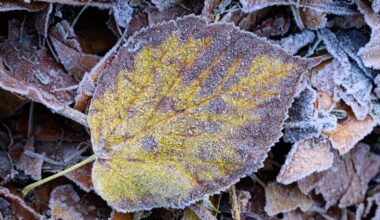 Trübe Mitte der Woche – Frostiger Start ins Wochenende in Berlin und Brandenburg