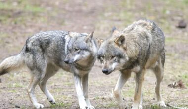 Abschüsse von Wölfen sollen in Brandenburg leichter werden