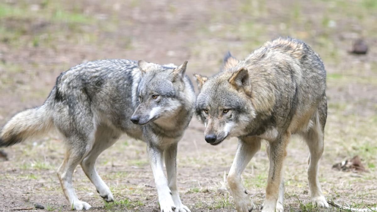 Abschüsse von Wölfen sollen in Brandenburg leichter werden