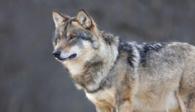Mitten in Hannover: Wolf streift durch die Stadt