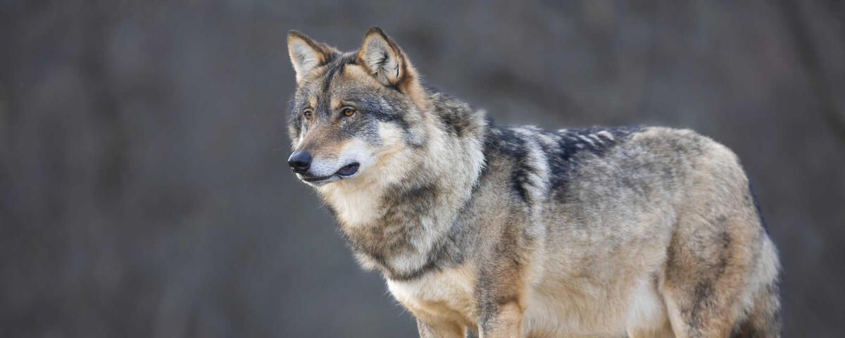 Mitten in Hannover: Wolf streift durch die Stadt