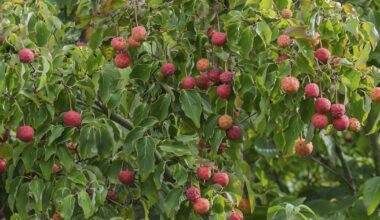 Erdbeeren im Dezember essen: Dieser Baum macht's möglich