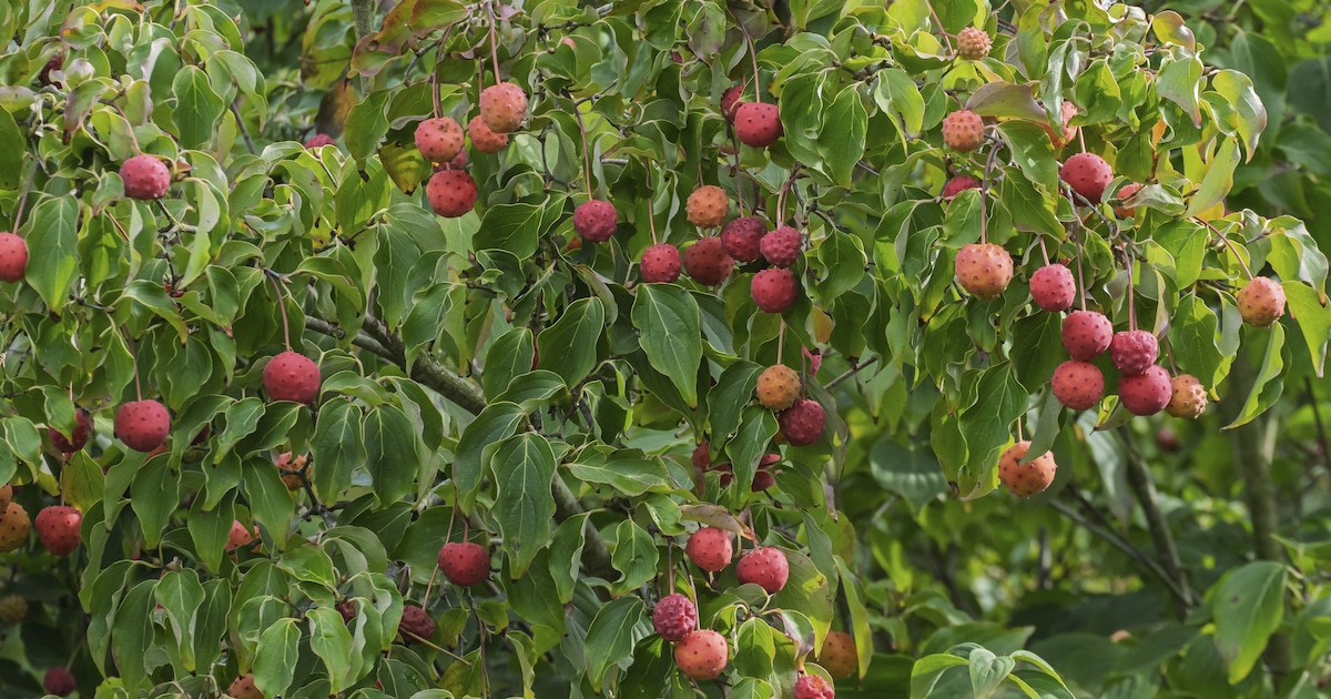 Erdbeeren im Dezember essen: Dieser Baum macht's möglich