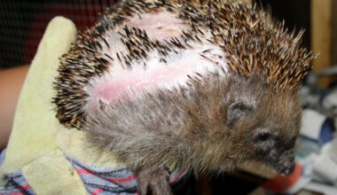 Mähroboter dürfen nachts nicht mehr fahren