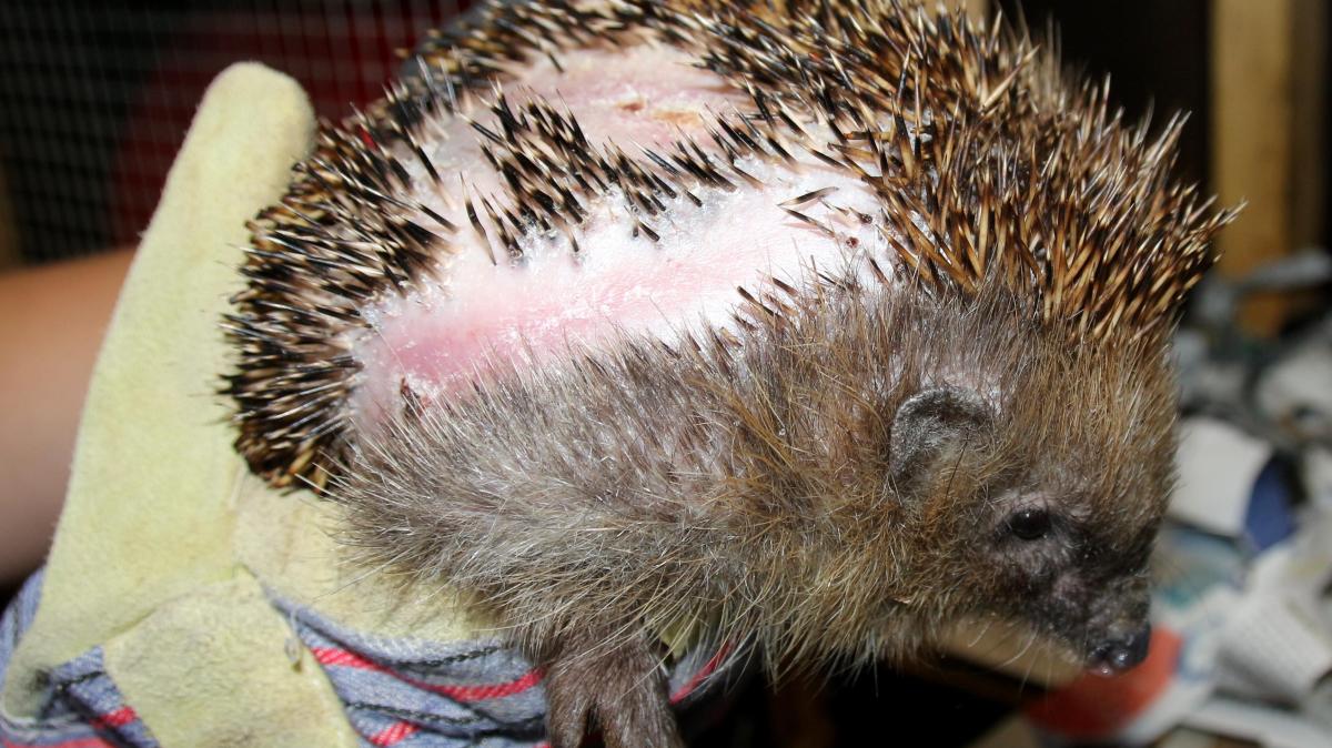 Mähroboter dürfen nachts nicht mehr fahren