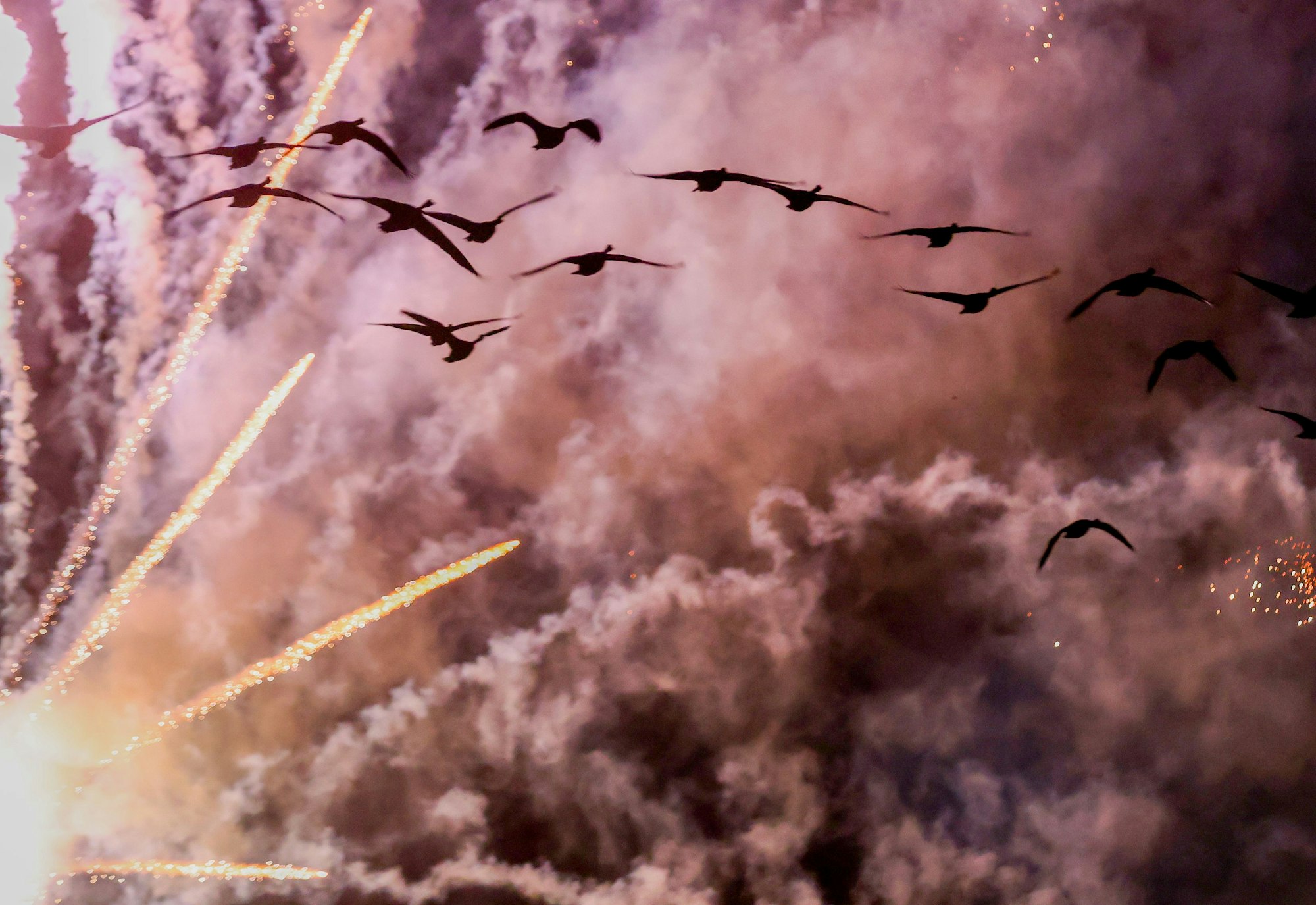 30.08.2025, Köln: Kölner Lichter 2025 - Wildvögel fliegen aufgescheucht durch das Feuerwerk über den Rhein. Foto: Thilo Schmüllgen