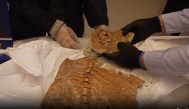 Video. Frankreich gibt 70 Millionen Jahre alte Dinosaurierfossilien an die Mongolei zurück