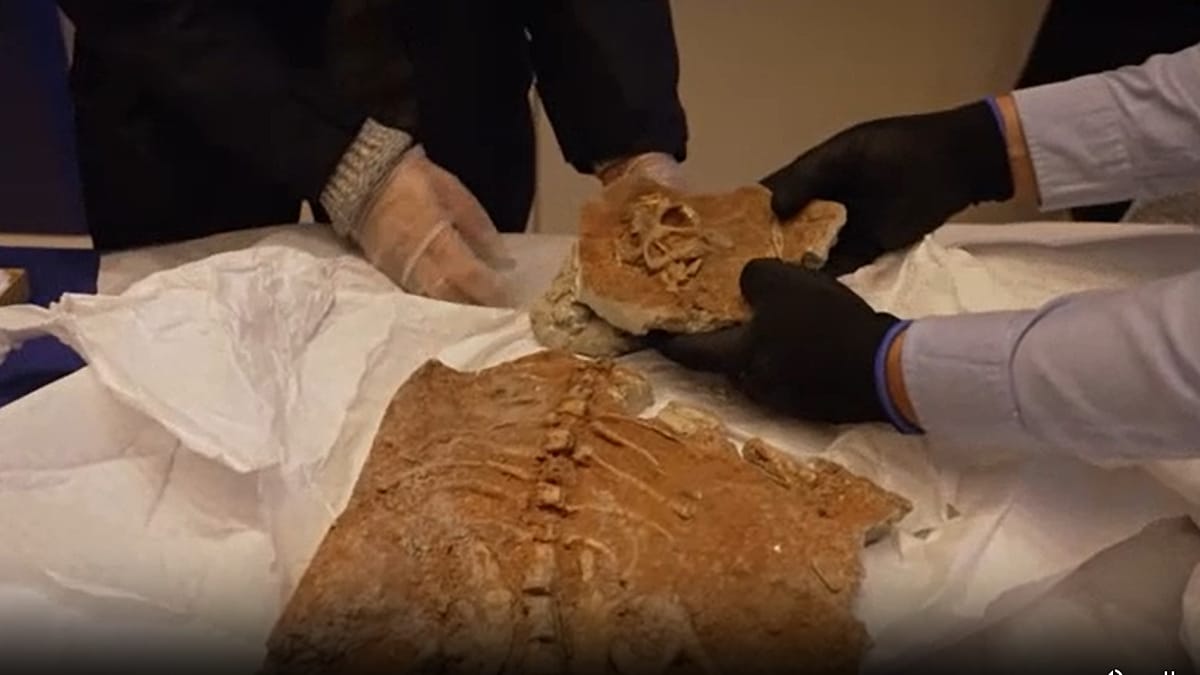 Video. Frankreich gibt 70 Millionen Jahre alte Dinosaurierfossilien an die Mongolei zurück