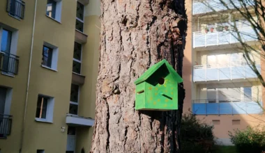 Vonovia unterstützt Nistkästen-Projekte in Aachen und Würselen