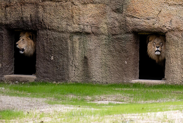 Bleiben an Silvester lieber drinnen: Die Tiere im Tierpark Hellabrunn. (Archiv)