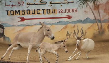 Zoo aus Niedersachsen jetzt international bekannt