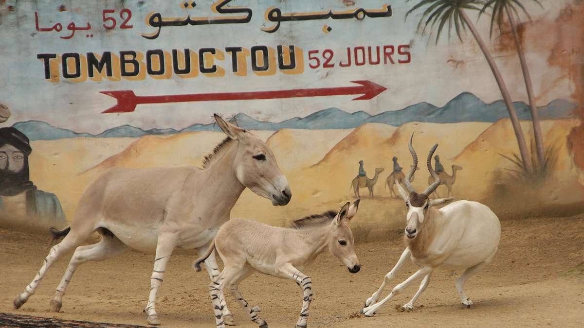 Zoo aus Niedersachsen jetzt international bekannt