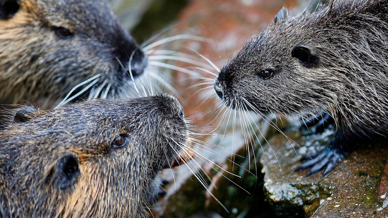 Nutrias werden mehr und mehr zum Problem