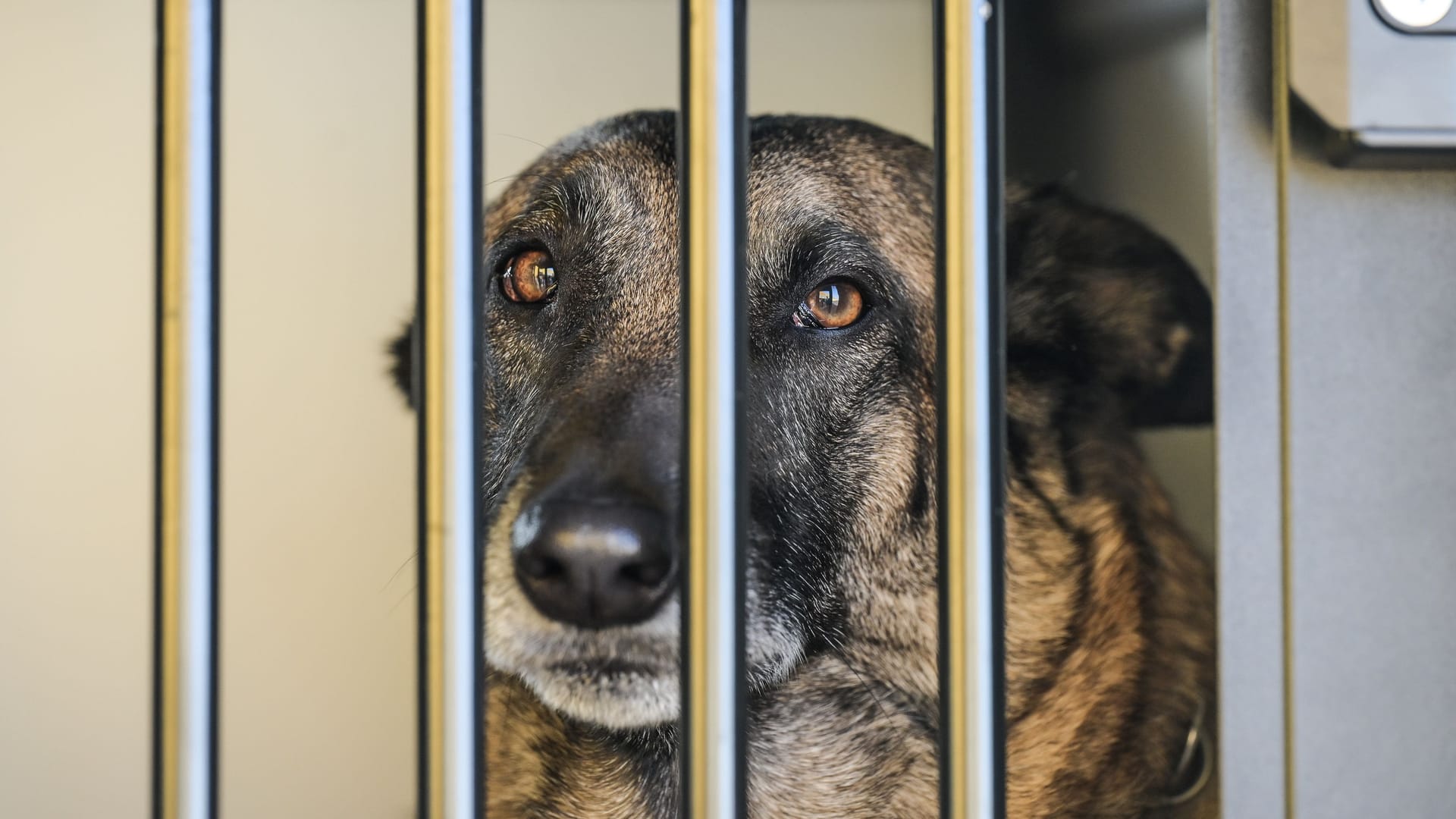 DHL Zusteller Training in Essen DHL Zusteller Training in Essen