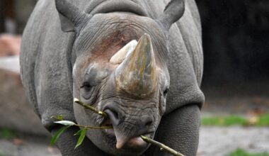 Im Zoo Hannover soll's ordentlich knistern – es wäre verdammt wichtig