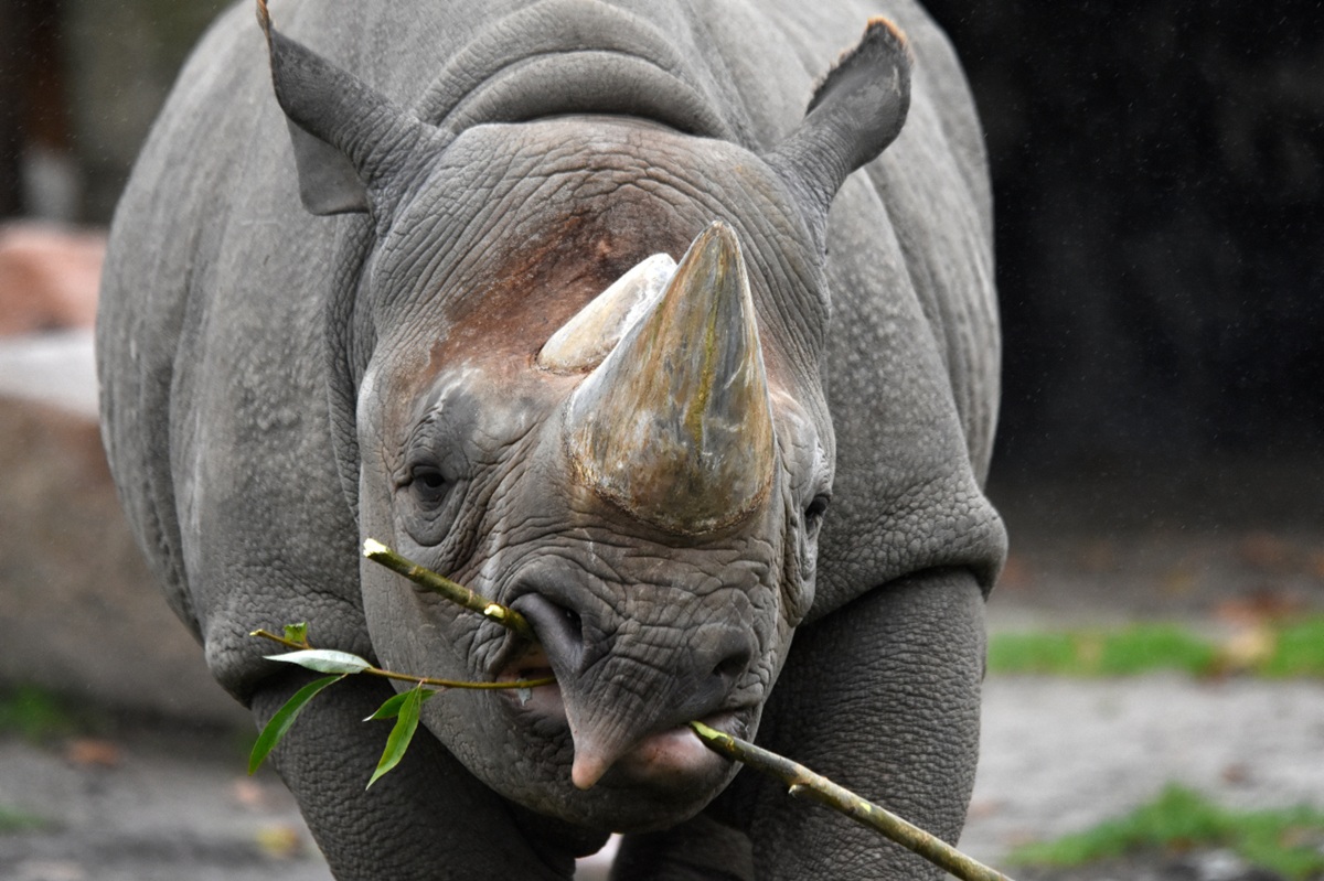 Im Zoo Hannover soll's ordentlich knistern – es wäre verdammt wichtig