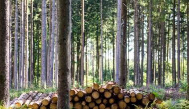 EU einigt sich auf Aufschub von Gesetz gegen Abholzung