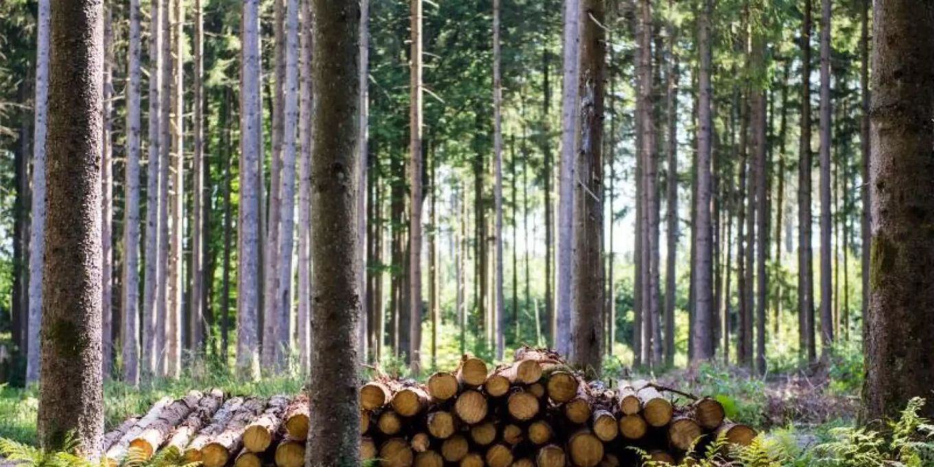 EU einigt sich auf Aufschub von Gesetz gegen Abholzung