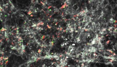 Die Forscher basteln an einem Computermodell der Synapsen im Gehirn