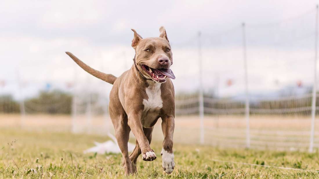 American Pitbull Terrier läuft im Gras