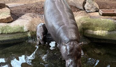 Baby-Hippo macht im Zoo Duisburg große Fortschritte: "Ist ein Meilenstein"