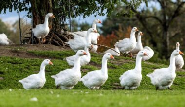 Brandenburg: Brandenburger Kreise heben Stallpflicht zum Schutz vor Vogelgrippe auf