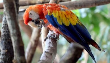 Traurige Nachrichten aus dem Zoo Karlsruhe: Zwei Papageien eingeschläfert