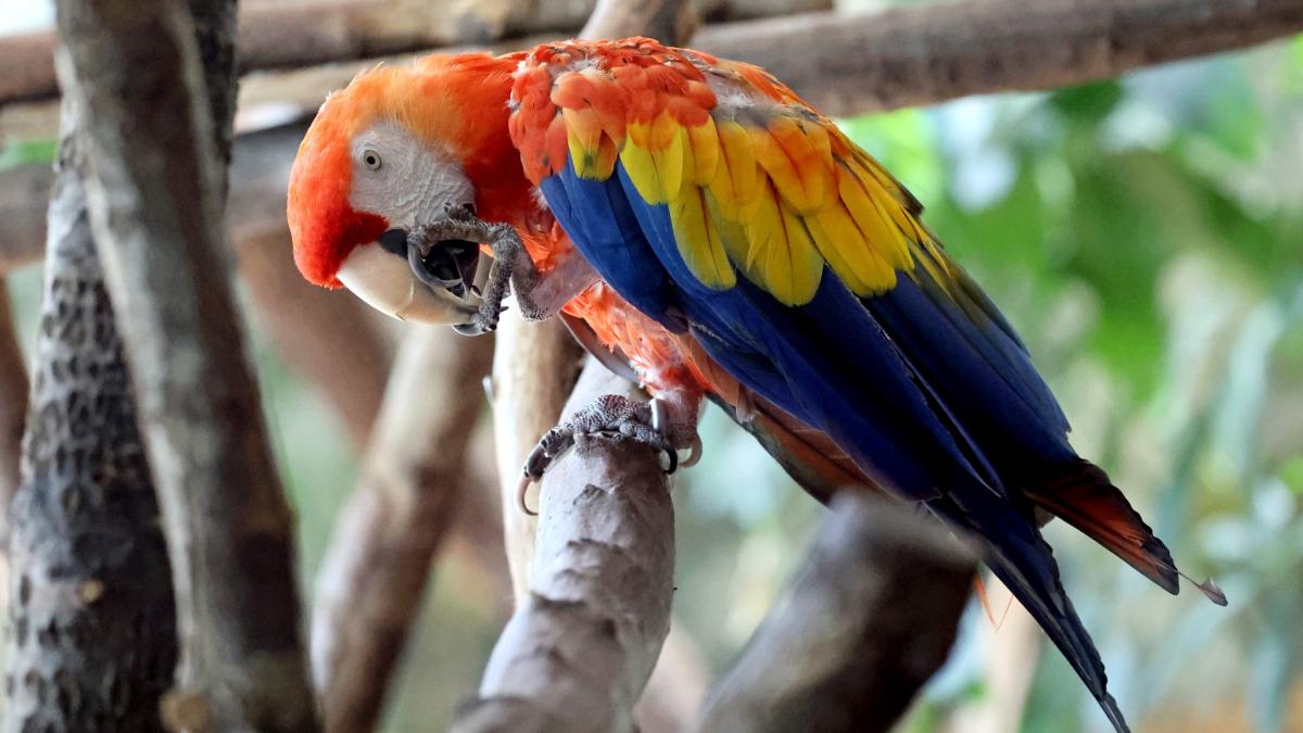 Traurige Nachrichten aus dem Zoo Karlsruhe: Zwei Papageien eingeschläfert