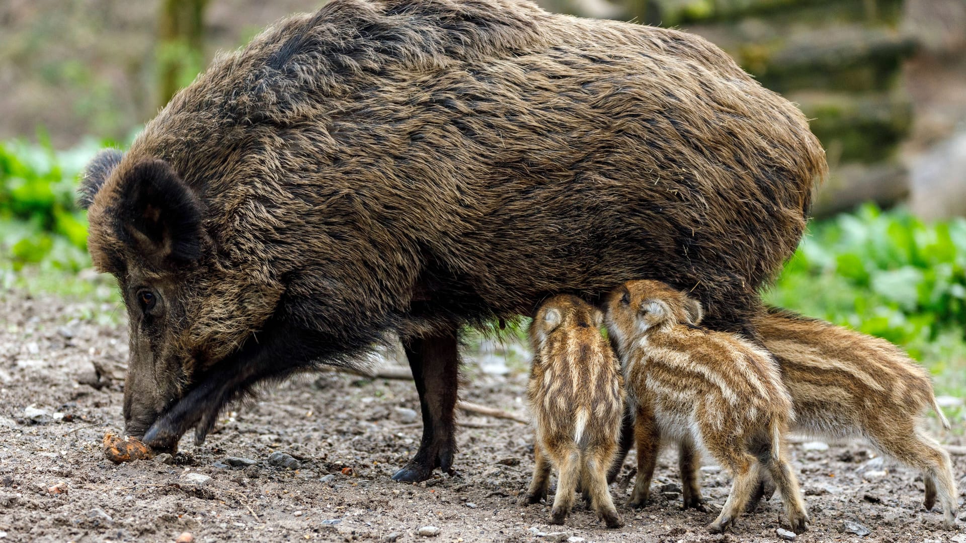 imago images 155781686