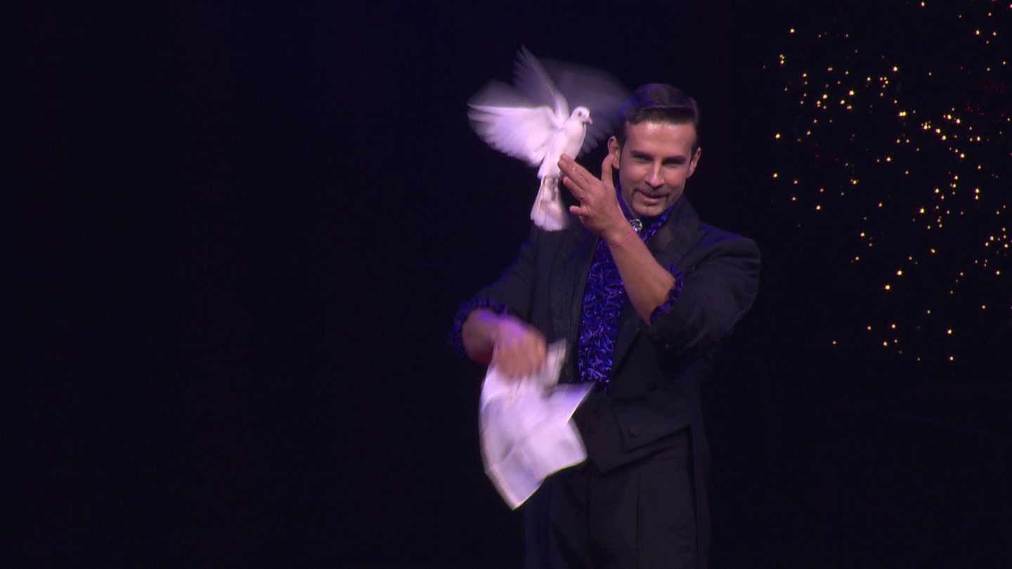 Tierquälerei im Zirkus mit Tauben? Heftige Kritik bei TikTok