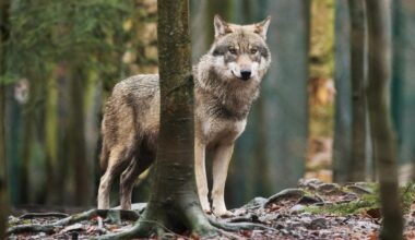 Bundesregierung für einfacheren Abschuss von Wölfen