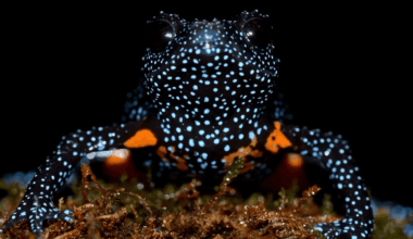 Galaxienfrösche: Fotografie-Boom zerstört Lebensräume
