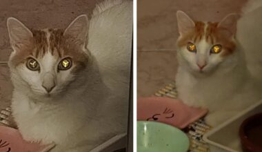 Mann knipst harmloses Katzenfoto, doch dann bemerkt er ein unheimliches Detail