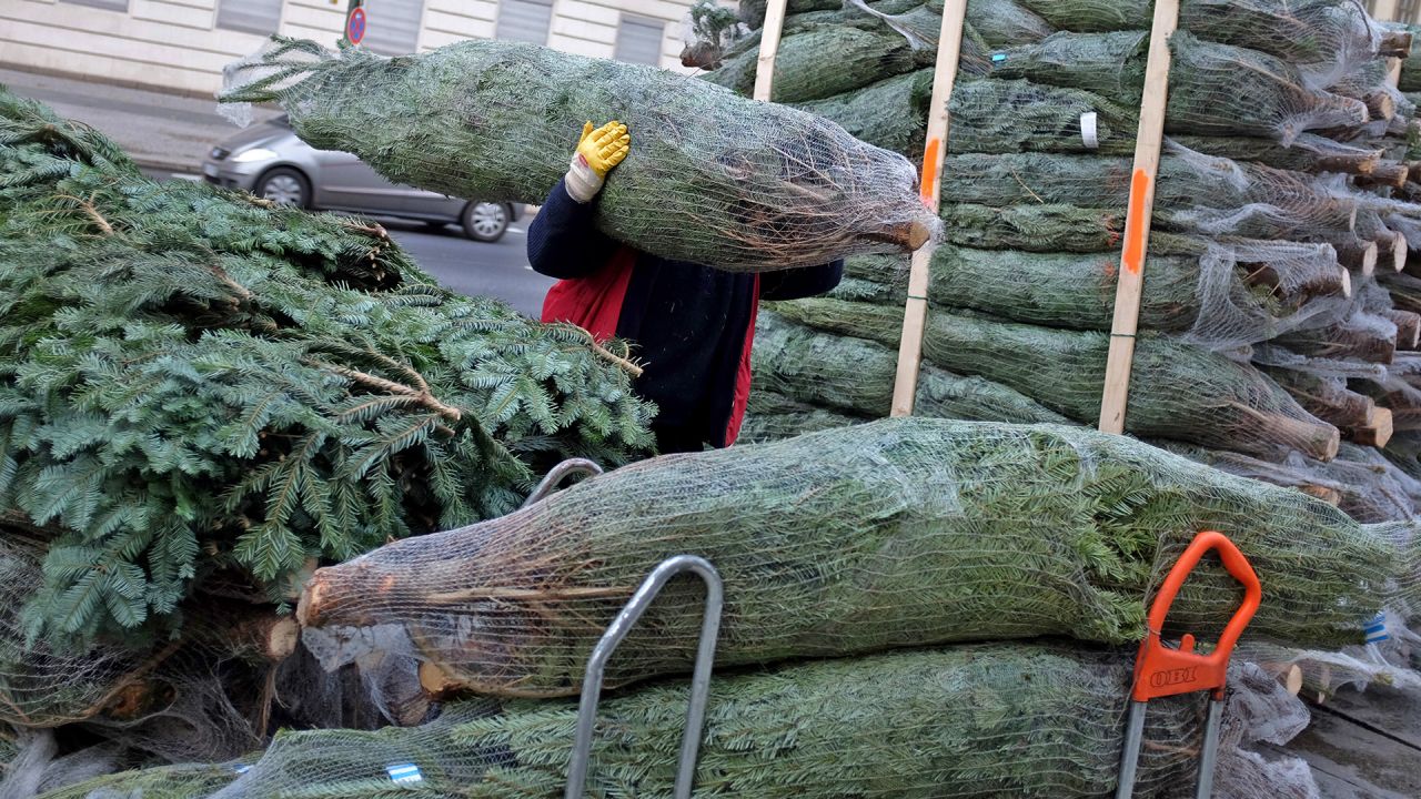 Diebe stehlen Weihnachtsbäume in mehreren Brandenburger Städten