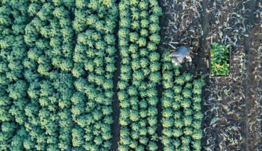 Agrarförderung: EU-Gelder für Sachsens Landwirte pünktlich zu Weihnachten