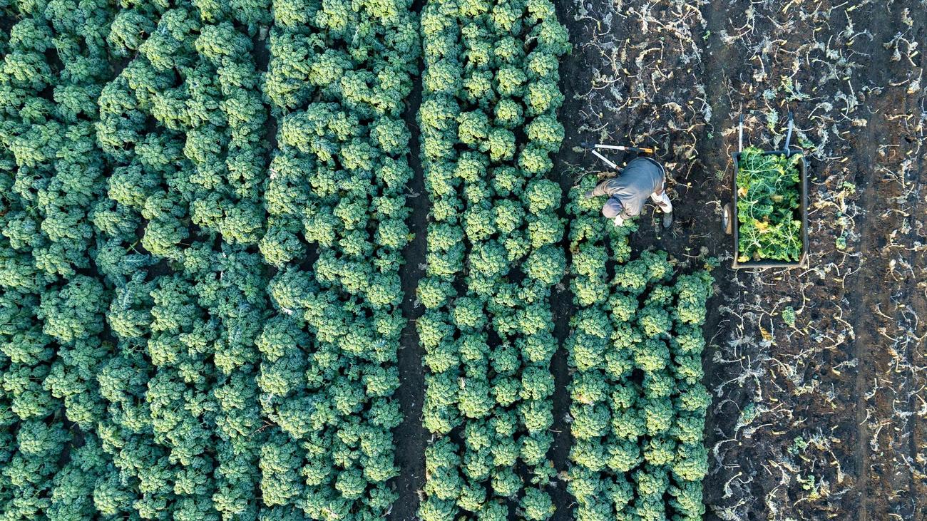 Agrarförderung: EU-Gelder für Sachsens Landwirte pünktlich zu Weihnachten